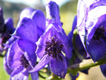 Aconitum napellus